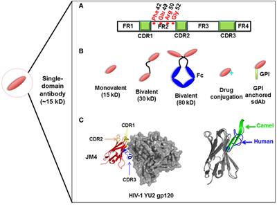 Single-Domain Antibodies As Therapeutics against Human Viral Diseases